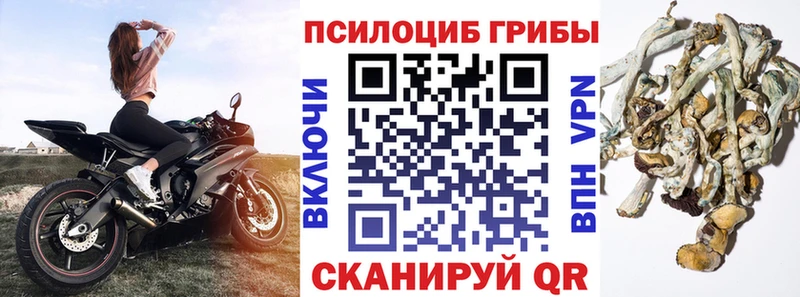 купить   Добрянка  Псилоцибиновые грибы Psilocybine cubensis 